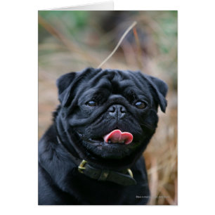 Black Pug Panting terwijl het bekijken van Camera