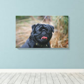 Black Pug Panting terwijl het bekijken van Camera Canvas Afdruk (Insitu (Houten vloer))