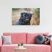 Black Pug Panting terwijl het bekijken van Camera Canvas Afdruk (Insitu (Woonkamer))