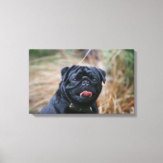 Black Pug Panting terwijl het bekijken van Camera Canvas Afdruk (Voorkant)