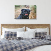 Black Pug Panting terwijl het bekijken van Camera Canvas Afdruk (Insitu (Slaapkamer))