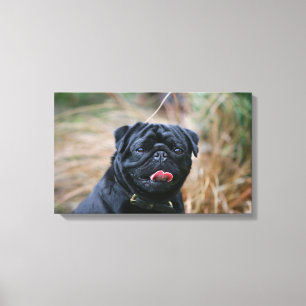 Black Pug Panting terwijl het bekijken van Camera Canvas Afdruk