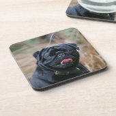 Black Pug Panting terwijl het bekijken van Camera Drankjes Onderzetter (Linkerzijde)