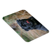 Black Pug Panting terwijl het bekijken van Camera Magneet (Rechterzijde)