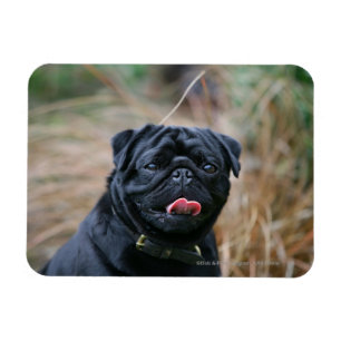 Black Pug Panting terwijl het bekijken van Camera Magneet