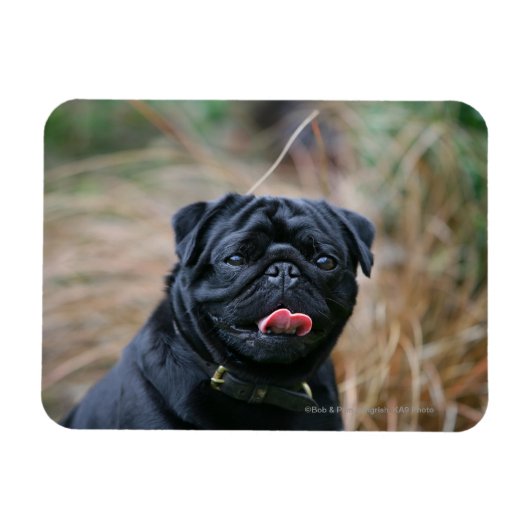 Black Pug Panting terwijl het bekijken van Camera Magneet (Horizontaal)