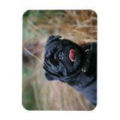 Black Pug Panting terwijl het bekijken van Camera Magneet (Verticaal)