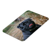 Black Pug Panting terwijl het bekijken van Camera Magneet (Linkerzijde)