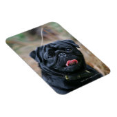 Black Pug Panting terwijl het bekijken van Camera Magneet (Rechterzijde)