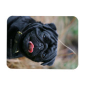Black Pug Panting terwijl het bekijken van Camera Magneet (Horizontaal)