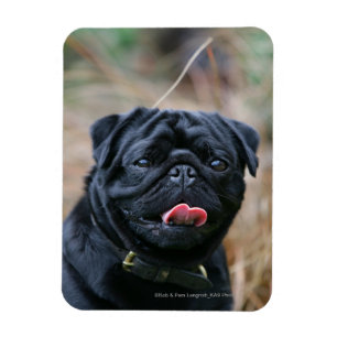 Black Pug Panting terwijl het bekijken van Camera Magneet
