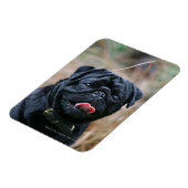 Black Pug Panting terwijl het bekijken van Camera Magneet (Linkerzijde)