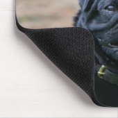 Black Pug Panting terwijl het bekijken van Camera Muismat (Hoek)