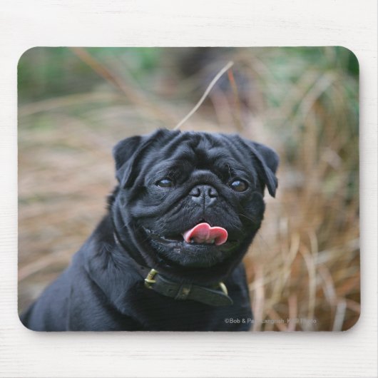 Black Pug Panting terwijl het bekijken van Camera Muismat (Voorkant)
