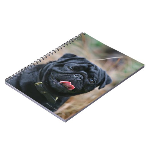 Black Pug Panting terwijl het bekijken van Camera Notitieboek (Linkerzijde)