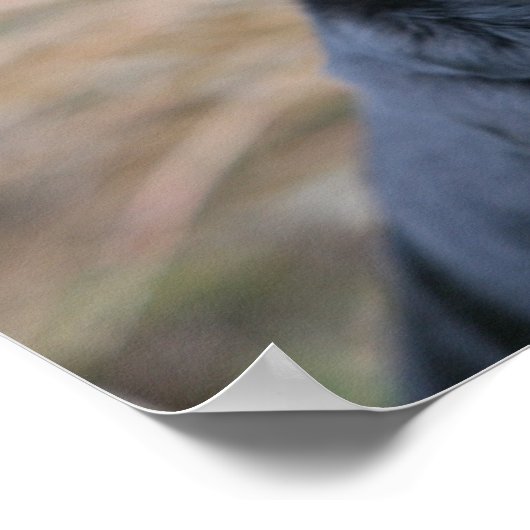 Black Pug Panting terwijl het bekijken van Camera Poster (Hoek)