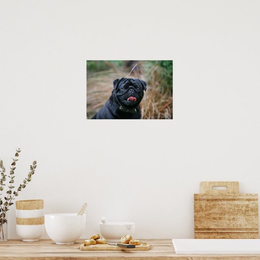 Black Pug Panting terwijl het bekijken van Camera Poster (Keuken)