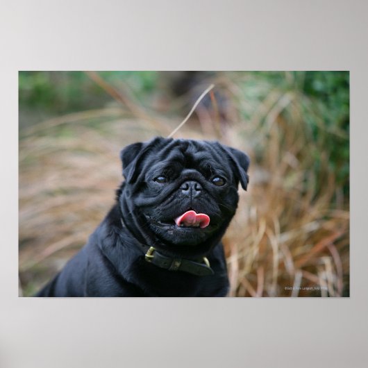Black Pug Panting terwijl het bekijken van Camera Poster (Voorkant)