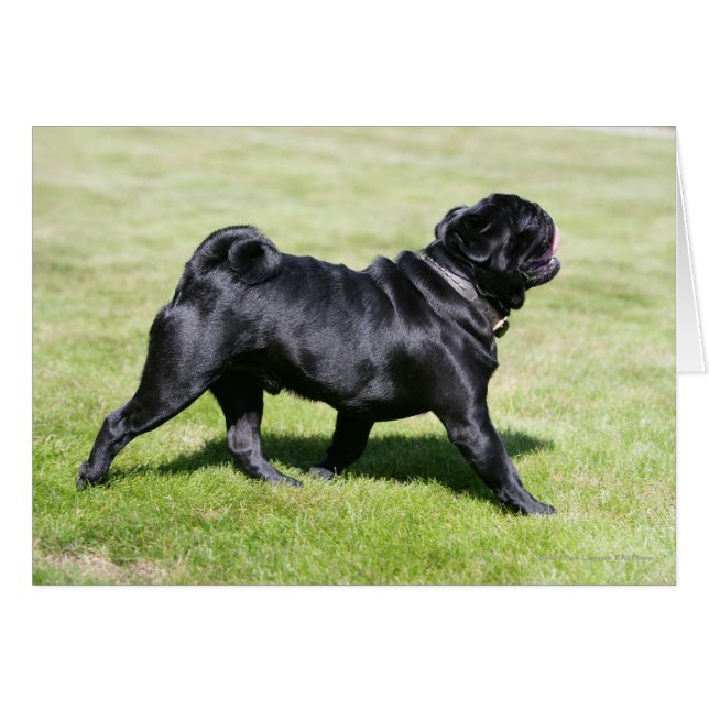 Black Pug Panting tijdens het lopen (Voorkant Horizontaal)
