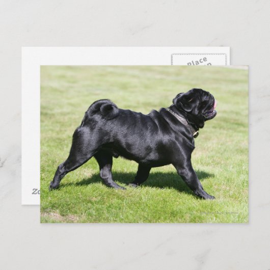 Black Pug Panting tijdens het lopen Briefkaart (Voorkant / Achterkant)