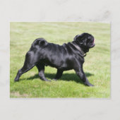 Black Pug Panting tijdens het lopen Briefkaart (Voorkant)