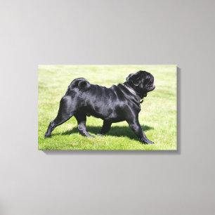 Black Pug Panting tijdens het lopen Canvas Afdruk