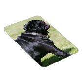 Black Pug Panting tijdens het lopen Magneet (Rechterzijde)