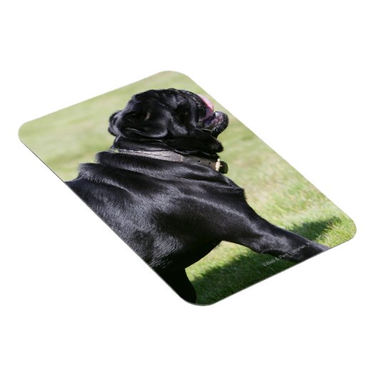 Black Pug Panting tijdens het lopen Magneet (Rechterzijde)
