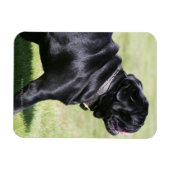 Black Pug Panting tijdens het lopen Magneet (Horizontaal)