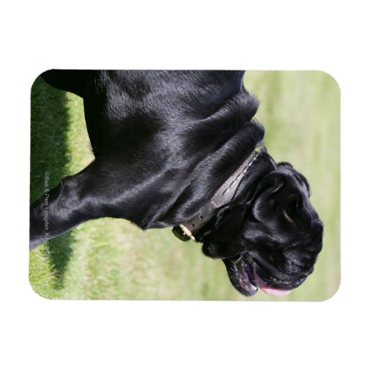 Black Pug Panting tijdens het lopen Magneet (Horizontaal)