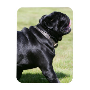 Black Pug Panting tijdens het lopen Magneet