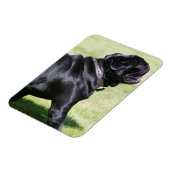 Black Pug Panting tijdens het lopen Magneet (Linkerzijde)