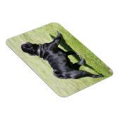 Black Pug Panting tijdens het lopen Magneet (Rechterzijde)