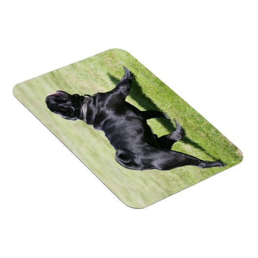 Black Pug Panting tijdens het lopen Magneet (Rechterzijde)