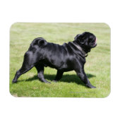 Black Pug Panting tijdens het lopen Magneet (Horizontaal)