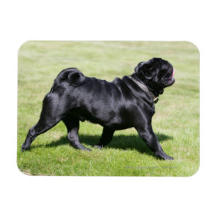 Black Pug Panting tijdens het lopen Magneet