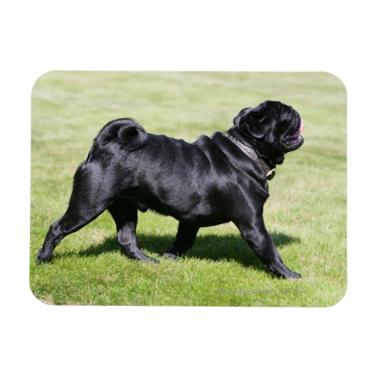 Black Pug Panting tijdens het lopen Magneet (Horizontaal)