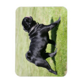 Black Pug Panting tijdens het lopen Magneet (Verticaal)