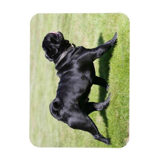 Black Pug Panting tijdens het lopen Magneet (Verticaal)