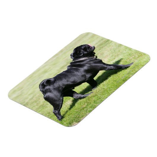 Black Pug Panting tijdens het lopen Magneet (Linkerzijde)