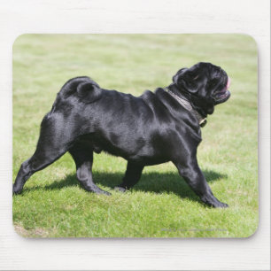 Black Pug Panting tijdens het lopen Muismat