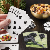 Black Pug Panting tijdens het lopen Pokerkaarten (Insitu)