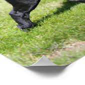 Black Pug Panting tijdens het lopen Poster (Hoek)