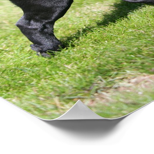 Black Pug Panting tijdens het lopen Poster (Hoek)