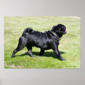 Black Pug Panting tijdens het lopen Poster (Voorkant)