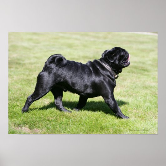 Black Pug Panting tijdens het lopen Poster (Voorkant)