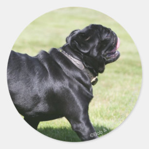Black Pug Panting tijdens het lopen Ronde Sticker