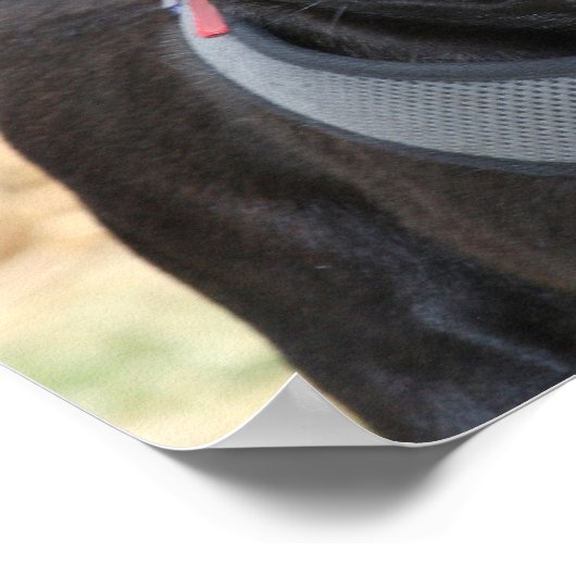 Black Pug poster (Hoek)