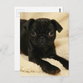 Black Pug Puppy Briefkaart (Voorkant / Achterkant)