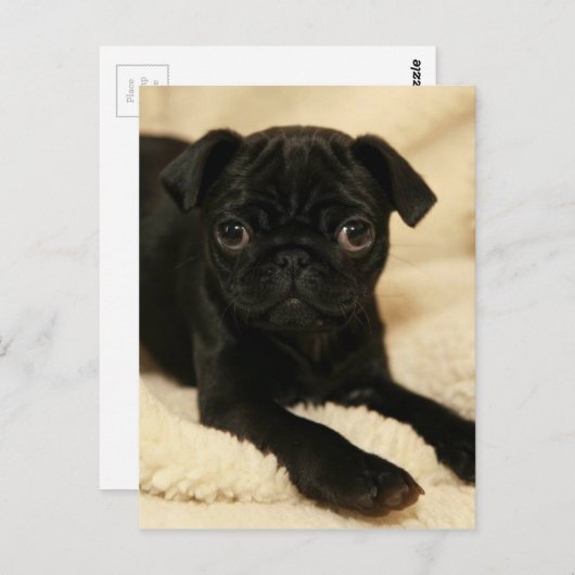 Black Pug Puppy Briefkaart (Voorkant / Achterkant)